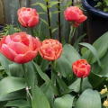 Brownie Tulips planted in the garden 
