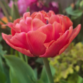 Tulip 'Brownie'