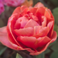 Brownie Tulips