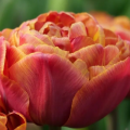 Brownie Tulips