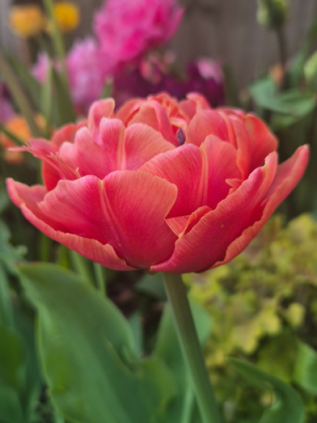 Tulip 'Brownie'