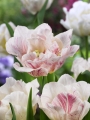 Silk Road Tulip