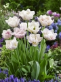 Tulipa Silk Road