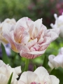 Tulip 'Silk Road'