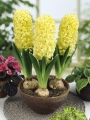 Yellow Hyacinth