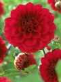 Arnhem Red Dahlia