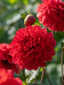 Dahlia 'Arnhem'