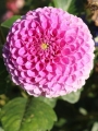 Dahlia 'Franz Kafka'