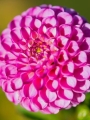 Franz Kafka Dahlia