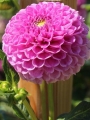Franz Kafka Pom Pom Dahlias