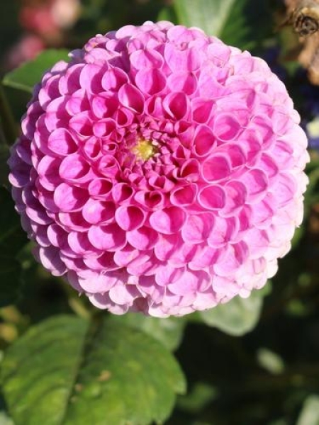 Dahlia 'Franz Kafka'