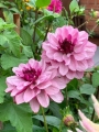 Decorative Dahlias Creme De Cassis