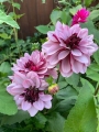 Decorative Dahlia Creme De Cassis