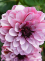 Creme De Cassis Dahlia