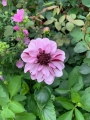 Creme De Cassis dahlia