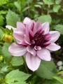 Creme De Cassis dahlia