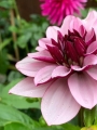 Dahlia Creme De Cassis