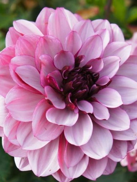 Dahlia 'Creme De Cassis'