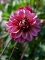 Senior's Hope Dahlia