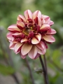 Dahlia 'Senior's Hope'