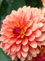 Sebastian Dahlia