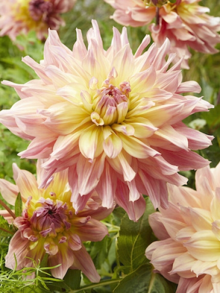 Dahlia 'Pasa Doble Dancer'