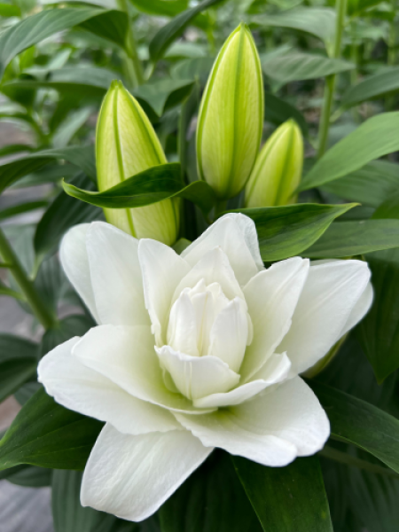 Lily 'Chardonnay'