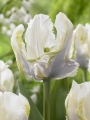 Tulip White Parrot