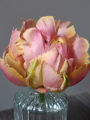 Tulip Pink Star