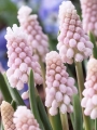 Muscari Pink Sunrise
