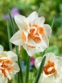 Narcissus Replete