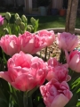 Tulip Foxtrot