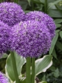 Allium Pinball Wizard