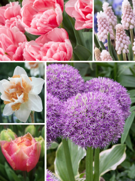 The 'Man's Pink' Collection 