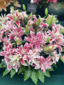 Roselily display - Olympia 