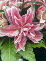 Roselily Olympia
