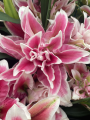 Roselily 'Olympia'