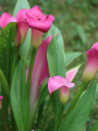 Calla Lily Pink