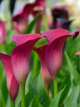 Zantedeschia Pink