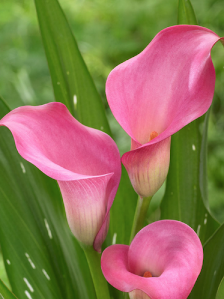 Zantedeschia 'Pink Jewel' (Pack of 3 Bulbs) 