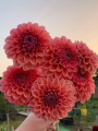 American Dawn Dahlia