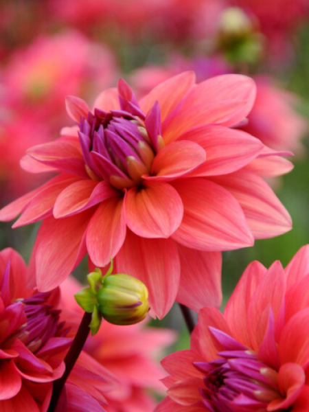 Dahlia 'American Dawn'