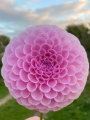 Megan Dean dahlia