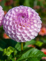 Dahlia 'Megan Dean'