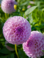 Dahlia Megan Dean