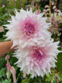 Dahlia 'Shiloh Noelle'