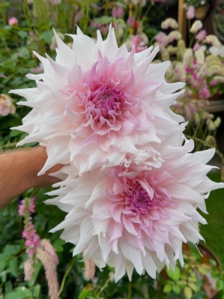 Dahlia 'Shiloh Noelle'