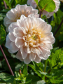 Sweet Nathalie Dahlia