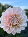 Dahlia 'Sweet Nathalie'