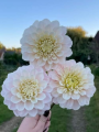 Sweet Nathalie Dahlias
